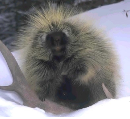 <p>Erithizon dorsatum</p>