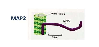 <p></p><ul><li><p><strong>Type :</strong> Protéine accessoire</p></li><li><p><strong>Filament :</strong> Microtubules</p></li><li><p><strong>Fonction :</strong> Stabilise les microtubules et les organise en faisceaux</p></li></ul><p></p>