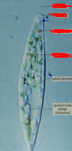 <p>tell me wut it is / structure partner</p>