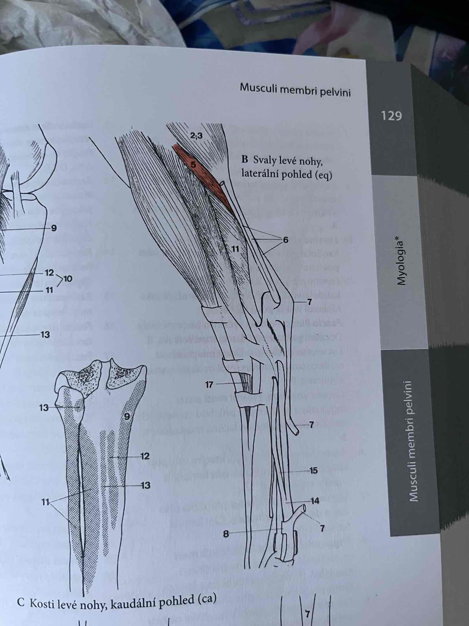 <p>není u psa, jen u Fe</p><p>odstup: condylus lateralis tibiae</p><p>úpon: vnoří se do caput laterale m. gastrocnemii</p><p>funkce: flexe v articulatio genus, extense v articulationes tarsi</p><p>č.5 Eq!</p>