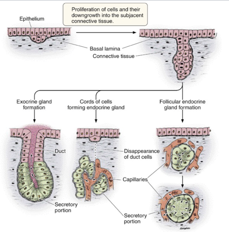 <p>an epithelial ingrowth from the surface</p>