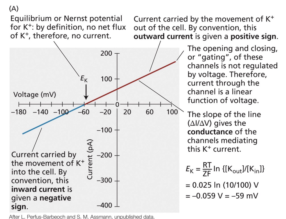 <ul><li><p>at zero, no net flux of the ion</p></li><li><p>slope of the line gives the conductance of the channels mediating the current</p></li><li><p>for cations</p><ul><li><p>movement out of the cell = outward current = positive sign</p></li><li><p>movement into the cell = inward current = negative sign</p></li></ul></li><li><p>for anions</p><ul><li><p>movement out of the cell = negative sign</p></li><li><p>movement into the cell = positive sign</p></li></ul></li></ul><p></p>