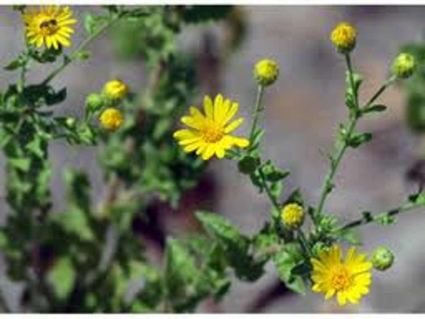 <p>-stiff hairs along stem<br>-yellow ray and disc flowers<br>-margins distinct in ray flowers<br>-broader leaves</p>