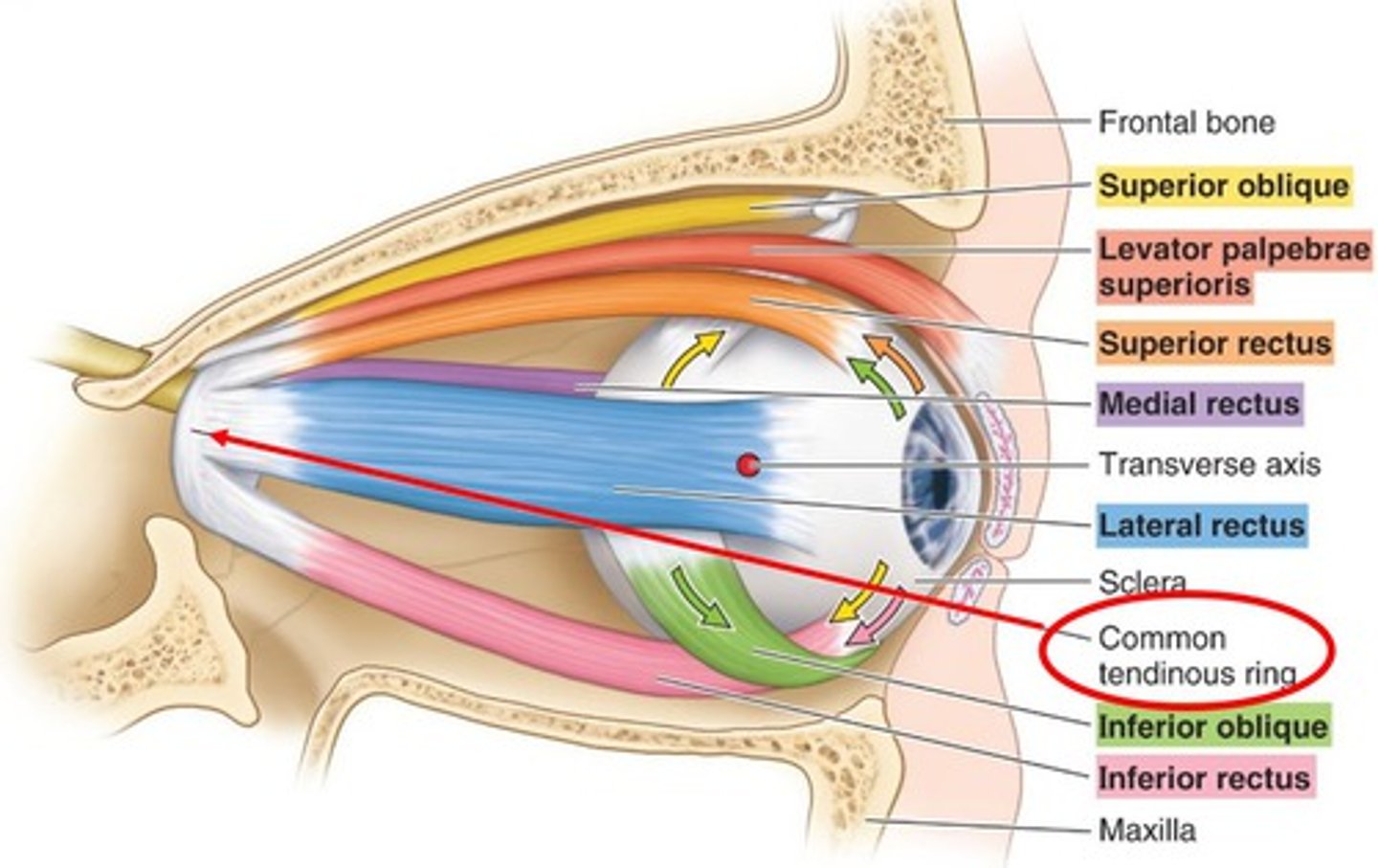 <p>fibrous structure that the rectus muscles arise from</p>