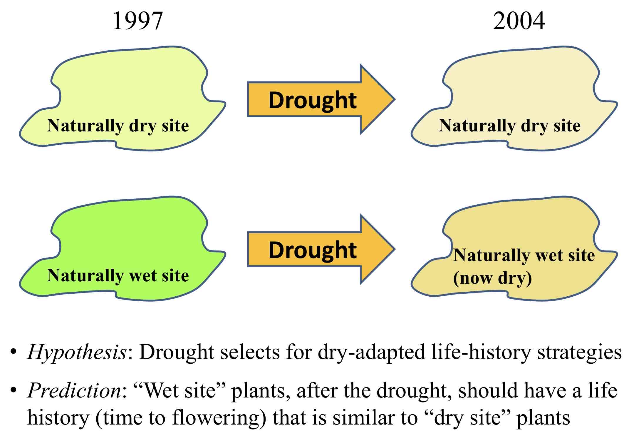 <p>7. Describe experimental evidence that demonstrates how life history traits in mustard plants <u>evolve in response to drought</u>.</p>