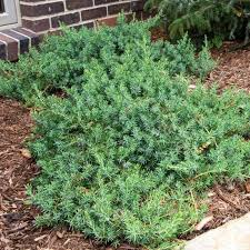 <p>Blue Pacific Shore Juniper</p>