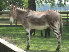 - viable hybrid offspring cannot reproduce
- hybrid is sterile 
- ex. mules