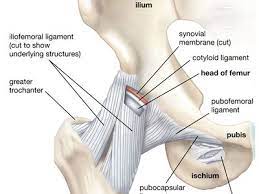 <p>connective tissue that connects bones to bones.</p>