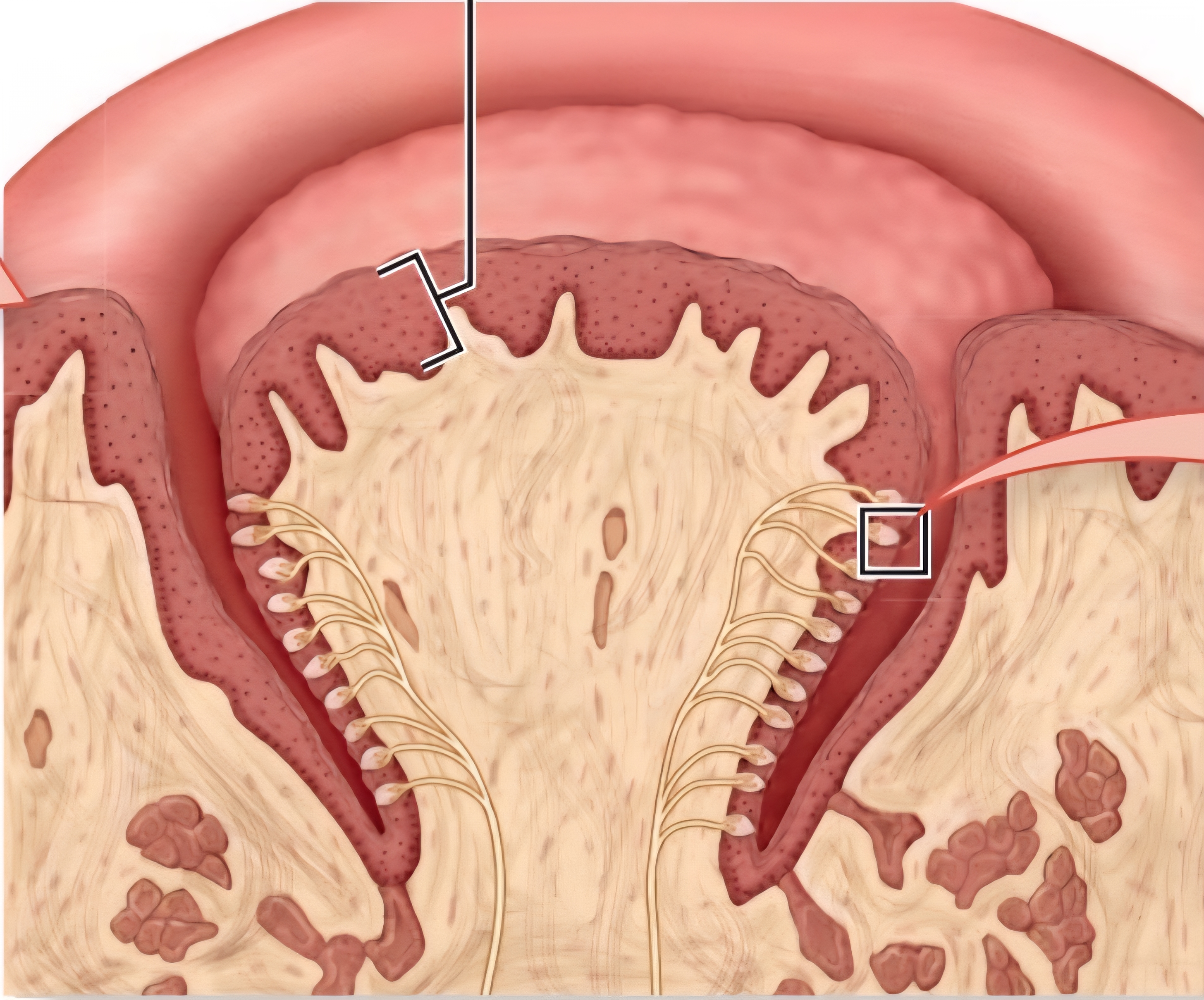 <p>Largest but least common. “V” shape in posterior. Most taste buds</p>