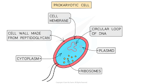 <p>What are the characteristics of prokaryotes?</p>