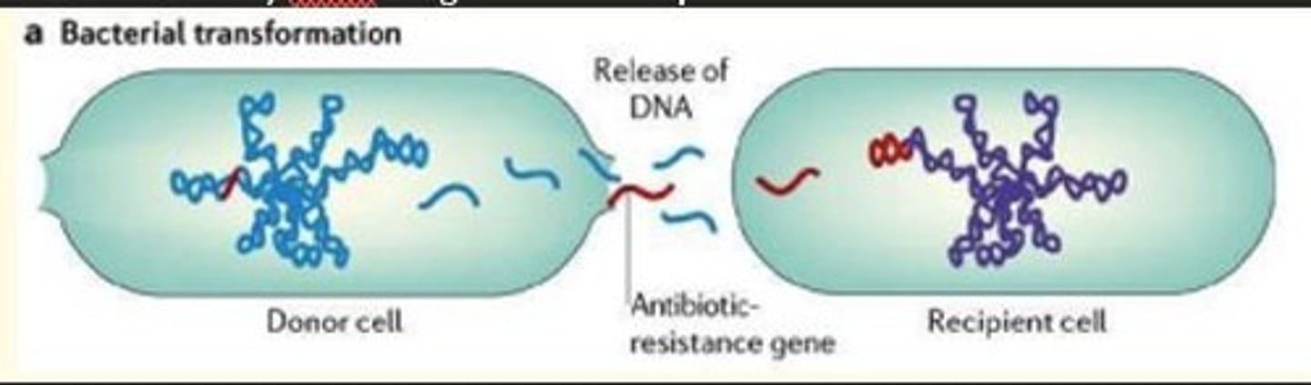 <p>New genes acquired directly from environment. Natural incorporation of naked DNA to develop resistance.</p><p>Process requires donor cell which lyses and releases naked DNA into environment. </p><p>The recipient cell is one that is capable of taking up the DNA from the environment and incorporating it into its genome.</p><p>HOW?</p><p>1) Random pieces of DNA bind to receptors on outside of bacterium and are transported into the cell via DNA translocase. Once inside the cell, DNA is incorporated into bacterial chromosome via RecA for genes to be expressed.</p>