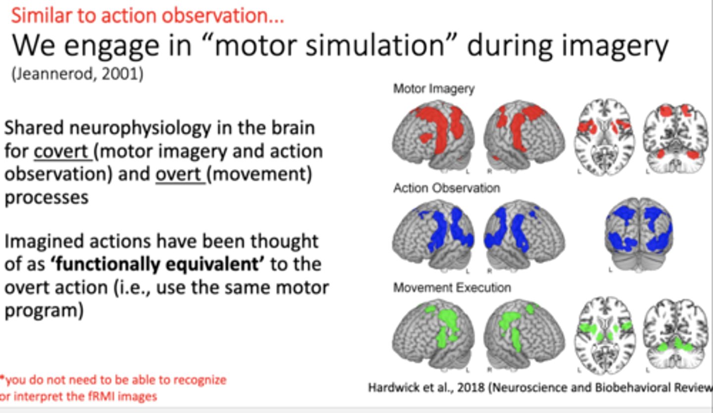 <p>"motor simulation"</p><p>Action simulation during observation</p>