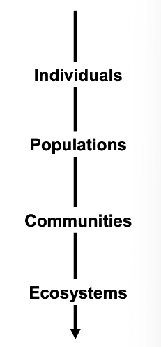 <ol><li><p>Organism - Single individual</p></li><li><p>Population - a group of individuals of a species that are living and interacting in a particular area.</p></li><li><p>Community - Association of populations of different species in the same area</p></li><li><p>Ecosystem - community of organisms plus the physical environment.</p></li><li><p>Biosphere - all living organisms on earth plus the environment in which they live.</p></li></ol>