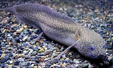 <p>Lungfish</p>