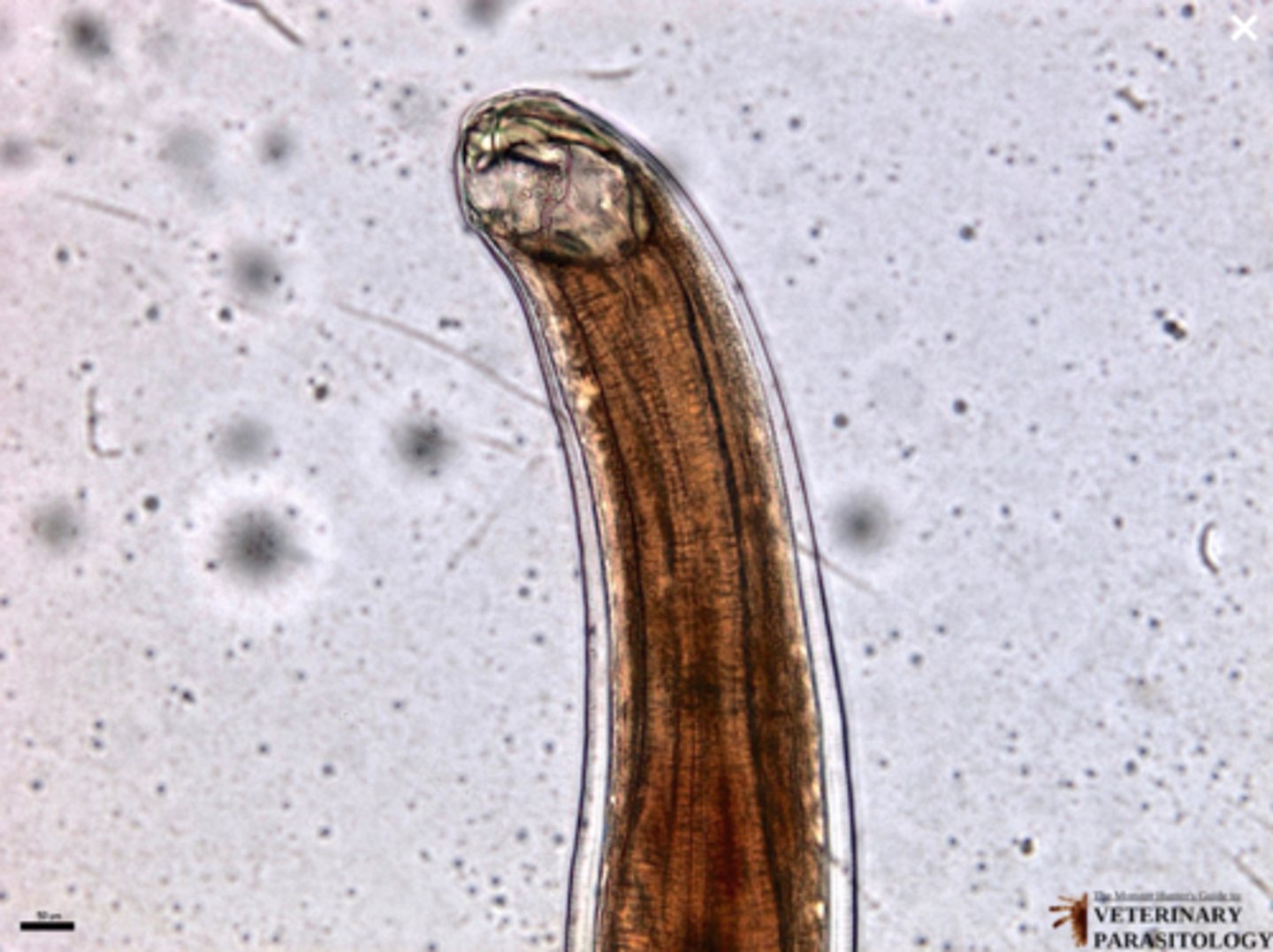 <p>What parasite is this if it is from a dog</p>