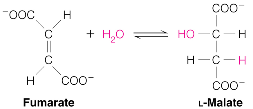 <p>Fumarate converted to L-Malate</p><p>Enzyme: Fumarase</p>