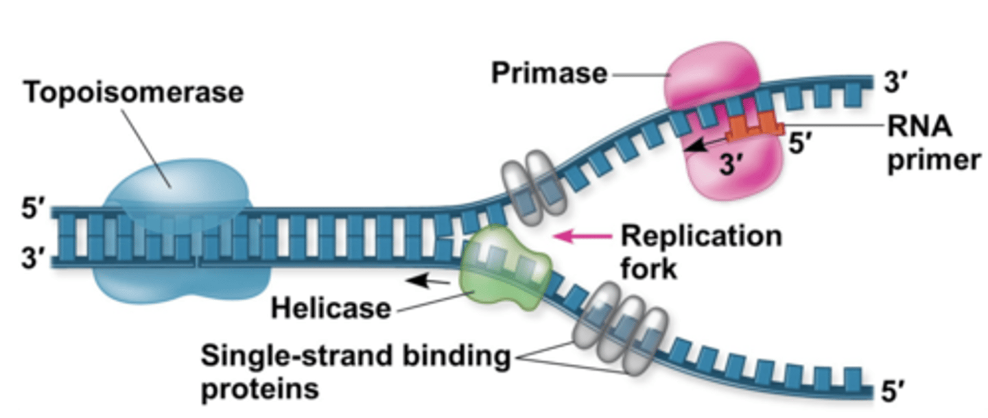 <p>(aka DNA gyrase) relaxes supercoiling ahead of the replicaiton fork</p>