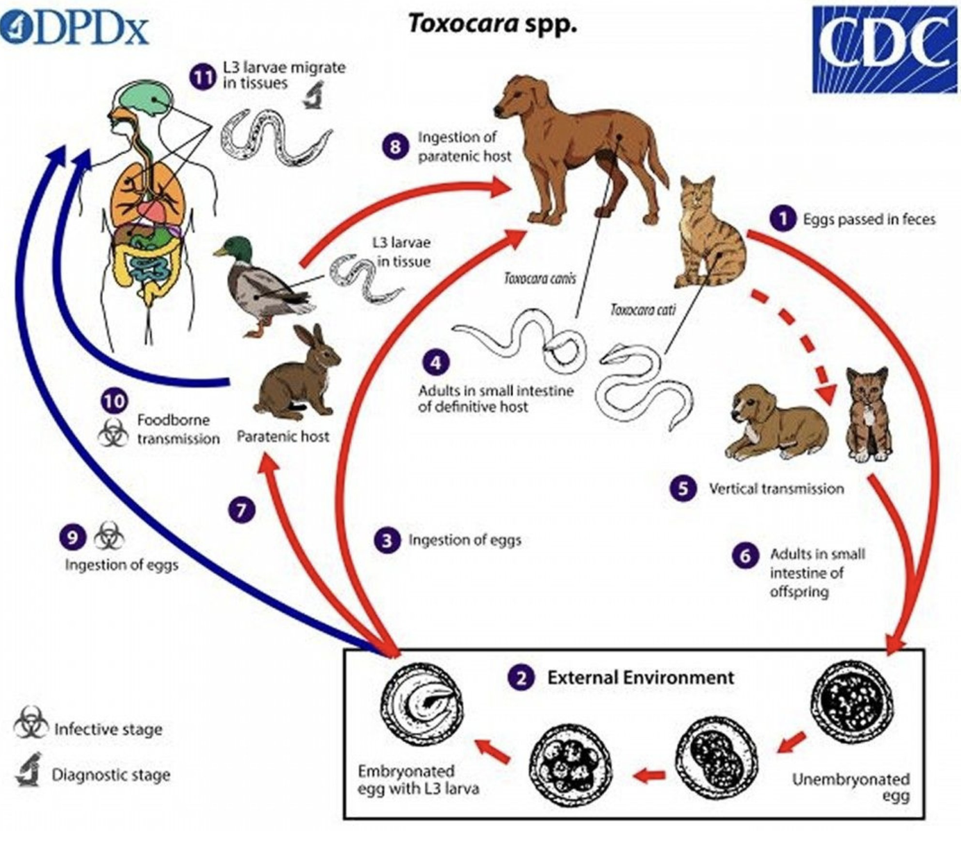 <ul><li><p>Females lay unembyonated eggs→ passed in feces</p></li><li><p>Embyonate in soil and become infective </p></li><li><p>Eggs ingested by dog, hatch and release larvae </p></li><li><p>Penetrate the intestinal wall</p></li><li><p><span><span>In younger dogs, the larvae migrate through the lungs and bronchial tree; larvae are coughed up, swallowed, and returned to the small intestine, where they mature. Adult female worms deposit eggs in the small intestine. Although older dogs may be infected in the same way, larvae are more likely to encyst in tissues.</span></span></p></li><li><p>Encysted stages are reactivated in female dogs during late pregnancy and infect the puppies via the transplacental or transmammary route. As a result, adult worms become established in the small intestine of the puppies (a major source of environmental contamination).</p></li></ul><p></p>