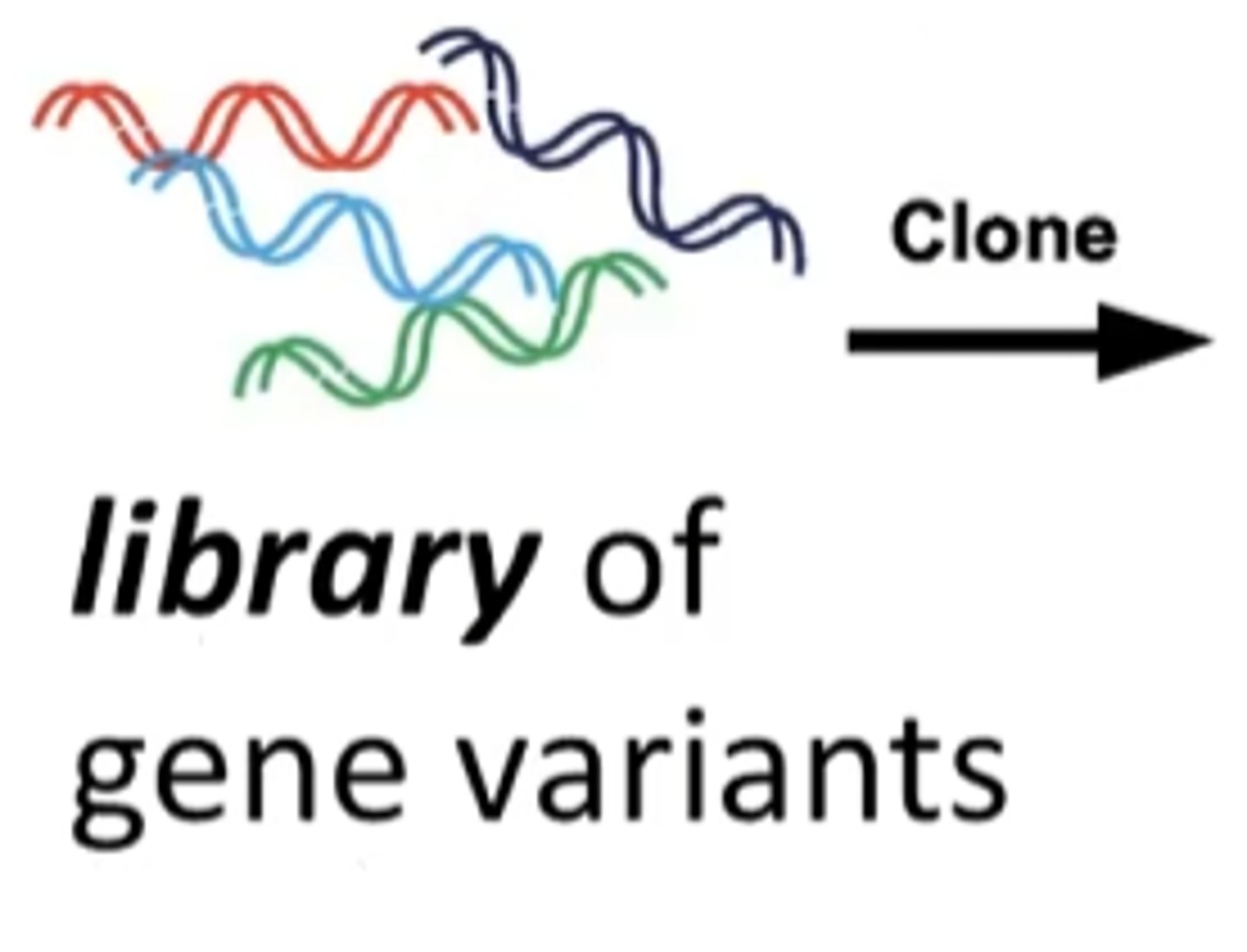 <p>one specific gene of interest that has been mutated in multiple different ways to make many different versions of the same gene</p>
