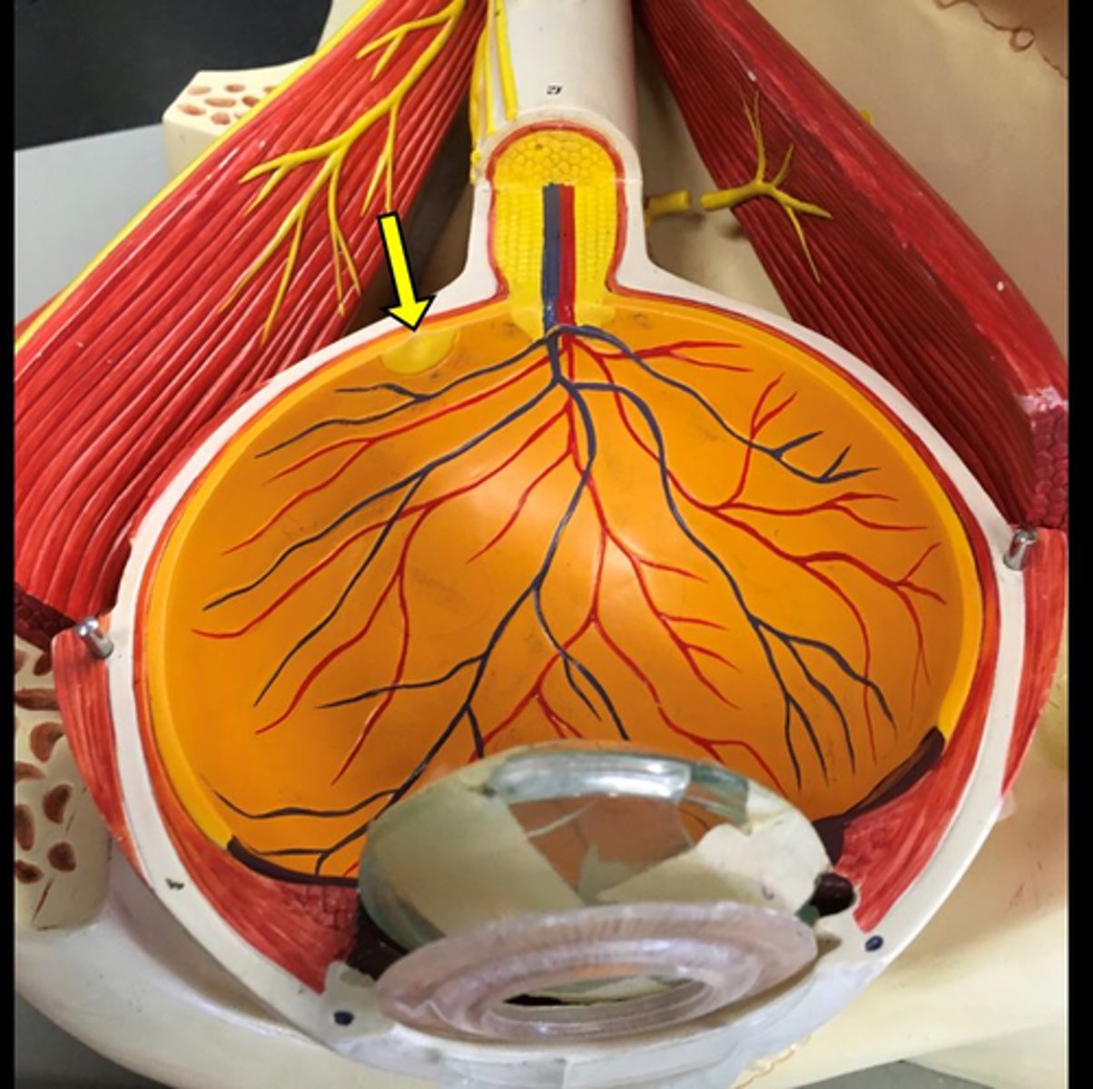 <p>indentation within the macula lutea</p><p>yellow arrow</p><p>Name this depression</p>