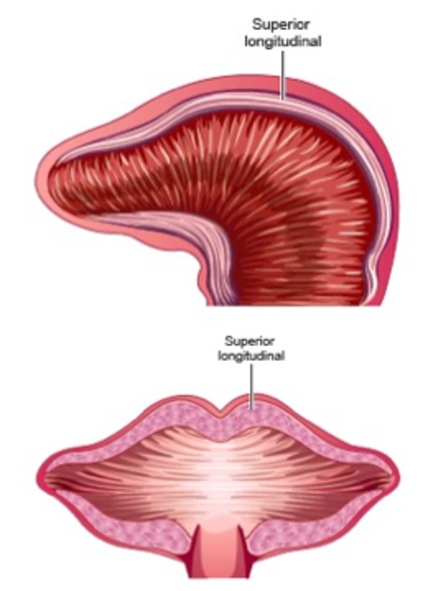 <p>Forward along the axis of the tongue</p>