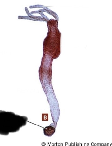 <p>What class is this? What type of reproduction is this? What part is this?</p>