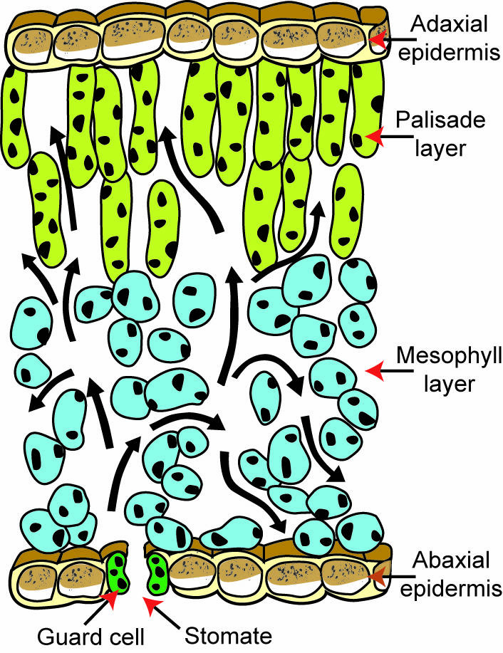 <ul><li><p>Leaf cells specialized for photosynthesis</p></li><li><p>A leaf’s ground tissue system</p></li></ul>