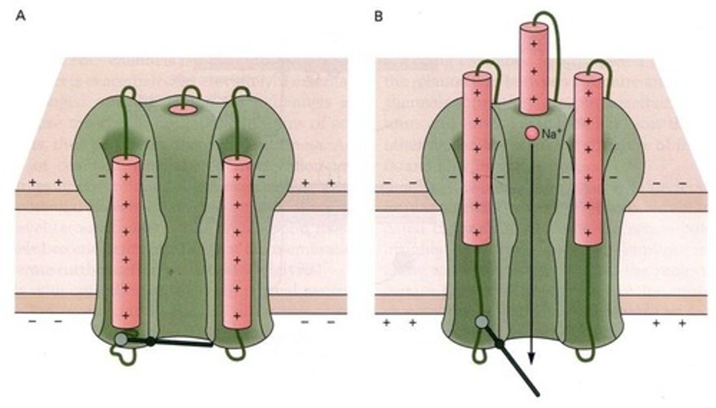 <p>It causes the activation gate to open in response to membrane depolarization.</p>