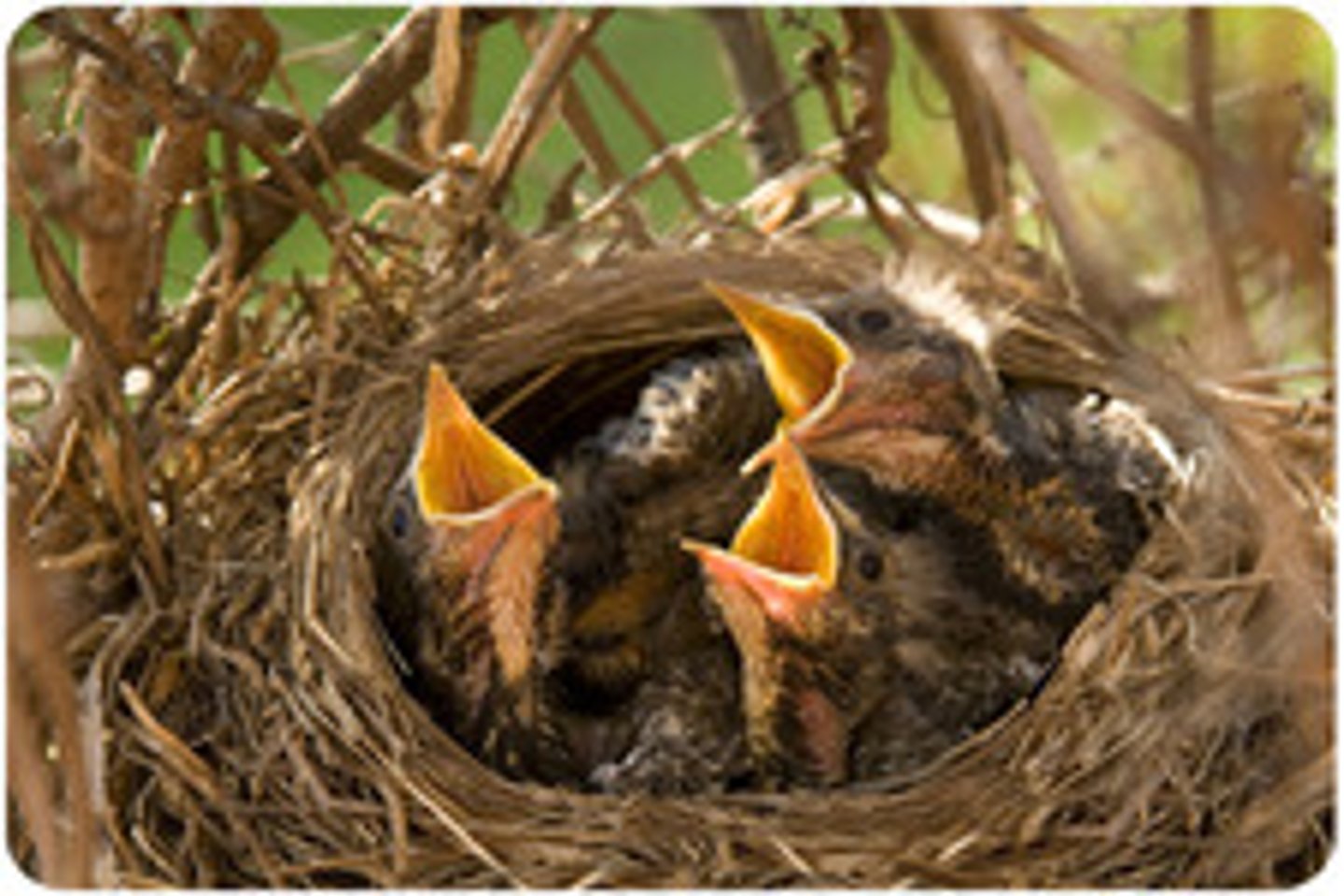 <p>natural; present from birth</p>