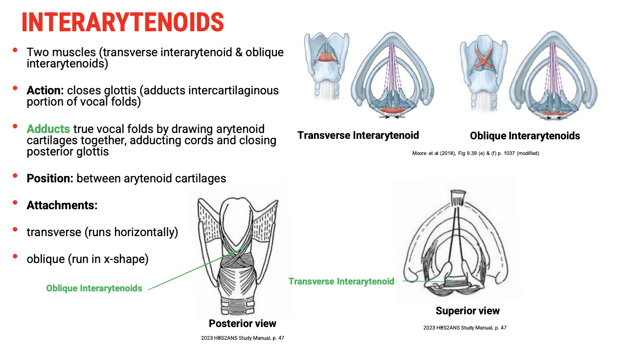 <p><span data-name="bone" data-type="emoji">🦴</span><span><strong>&nbsp;Anatomical Location</strong></span></p><ul><li><p><span>Located&nbsp;<strong>between the arytenoid cartilages</strong>.</span></p></li><li><p><span>Composed of two parts:</span></p><ul><li><p><span><strong>Transverse interarytenoid</strong>&nbsp;(runs horizontally)</span></p></li><li><p><span><strong>Oblique interarytenoids</strong>&nbsp;(run diagonally in an X shape)</span></p></li></ul></li></ul><p>&nbsp;</p><p><span data-name="arrows_counterclockwise" data-type="emoji">🔄</span><span><strong>&nbsp;Function</strong></span></p><ul><li><p><span><strong>Adduct the arytenoid cartilages</strong>, effectively&nbsp;<strong>closing the posterior (intercartilaginous) part of the glottis</strong>.</span></p></li><li><p><span>This action complements the lateral cricoarytenoid muscles to fully close the vocal folds.</span></p></li></ul><p></p>