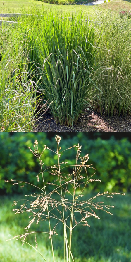 <p>What is the scientific name (genus and specific epithet) of this native warm season grass?</p>