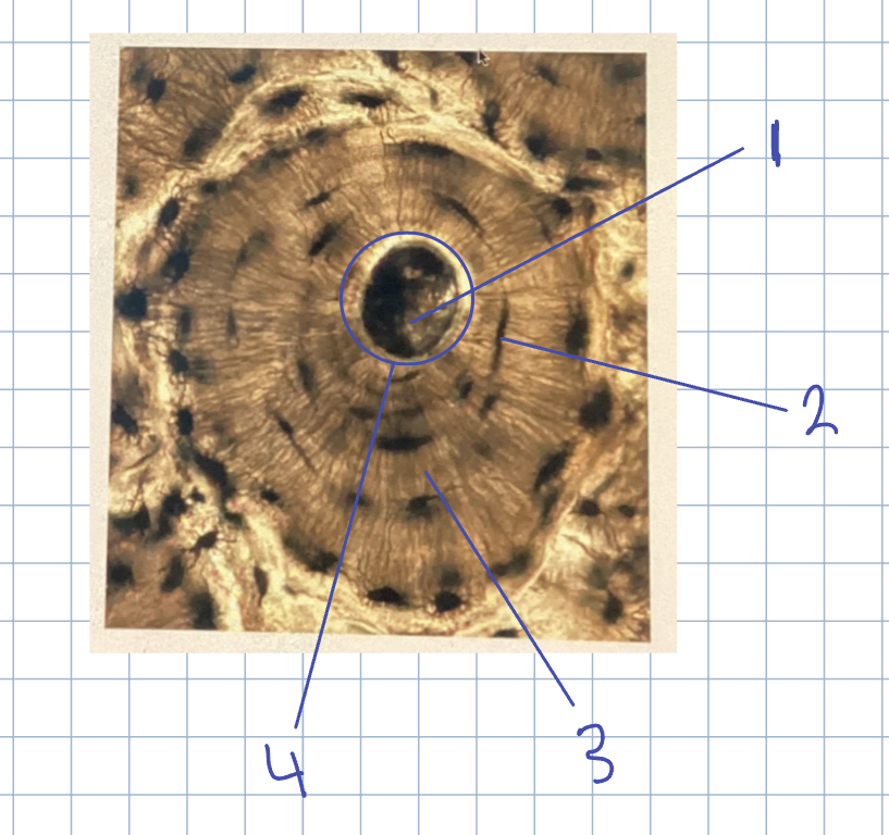 <p>What is this whole structure called ? </p>