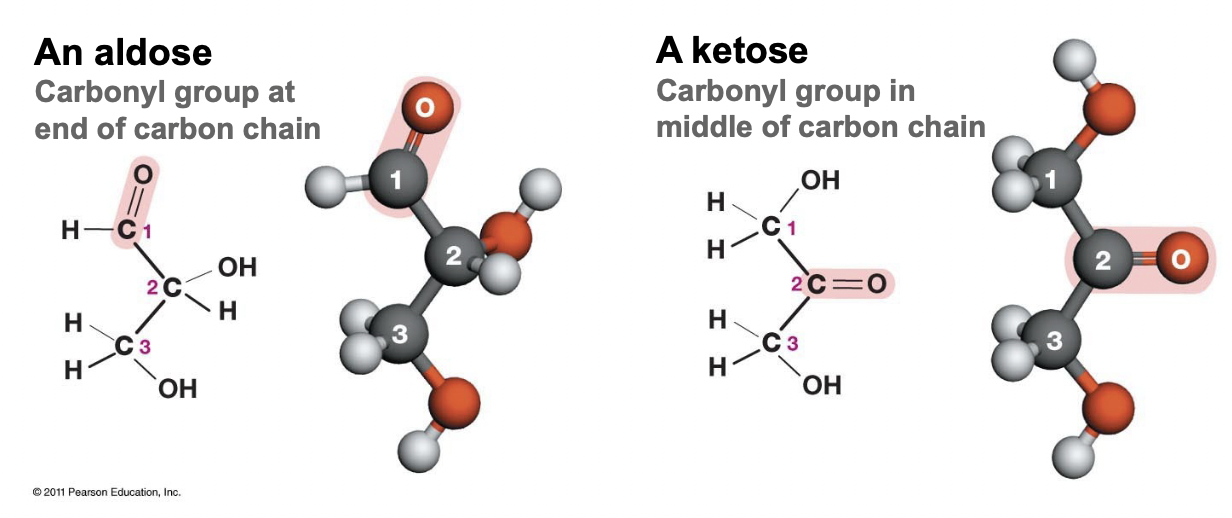 <ul><li><p>Multiples of CH2O</p></li><li><p>An aldose, carbonyl group at the end of the carbon chain</p></li><li><p>A ketose, carbonyl group in the middle of the carbon chain</p></li><li><p>Aldose and ketose are isomers</p></li></ul>