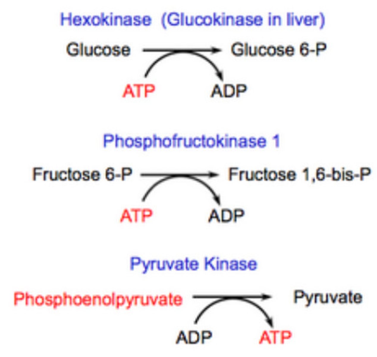 <p>(D) GAPDH</p><p>PFK-1, Hexokinase/Glucokinase and Pyruvate Kinase are all Irreversible Enzymes in glycolysis.</p>