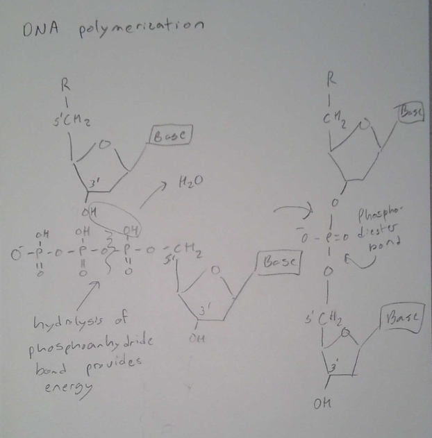 <p>DNA Polymerization</p>