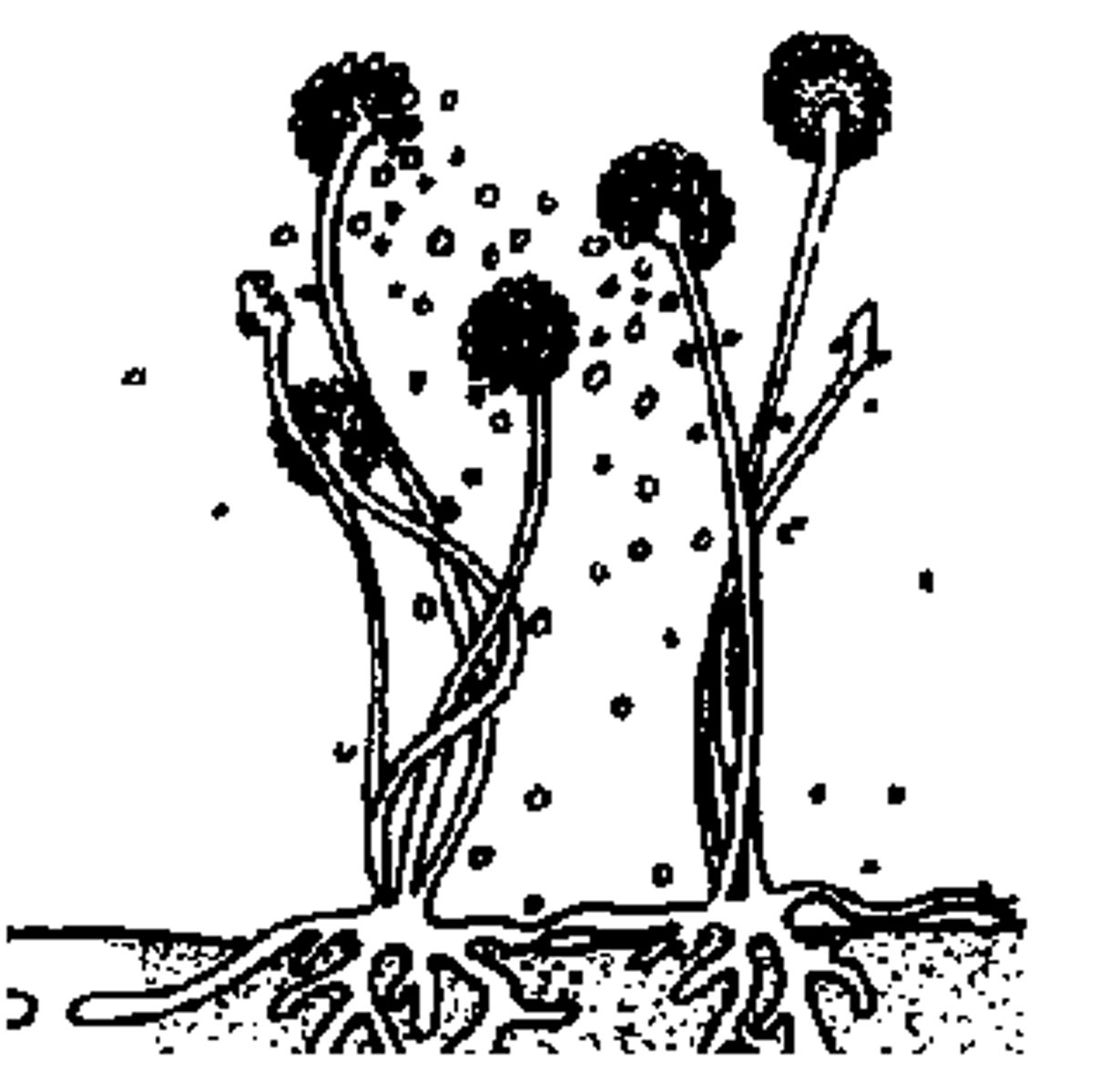 <p>Spread to an ecosystem by wind and bird droppings.</p>