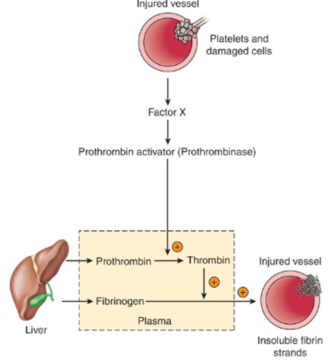 <p>- injury <br>- spasm <br>- platelets cover hole <br>- fibrin provides scaffolding for clot</p>
