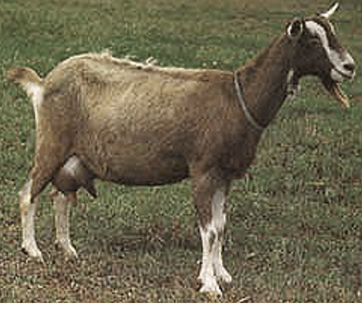 <p>a.Brown with a white stripe down their face and rump</p><p>b.Good milkers</p>
