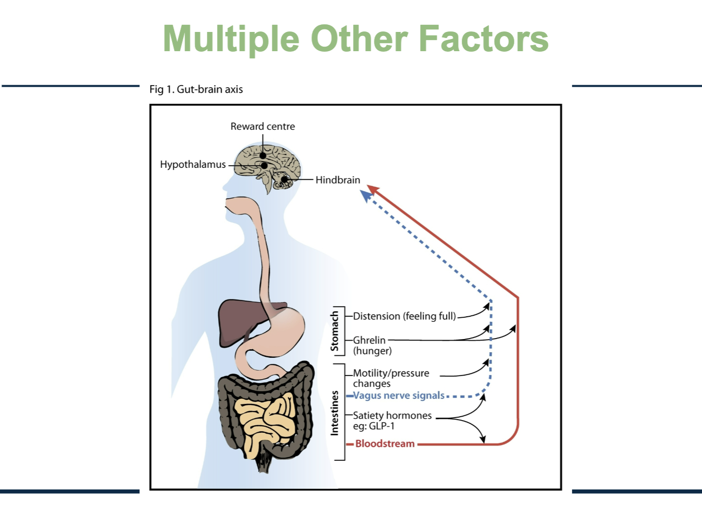 <p><strong>KEY TAKEAWAY: </strong>Food intake isn’t regulated by just one hormone or one brain center. It’s influenced by mechanical signals, nerves, hormones, and reward pathways all at once.</p><p></p><ul><li><p><strong>Nerve signals (blue dashed line – vagus nerve)</strong></p><ul><li><p>Stomach <strong>distension</strong> (stretching when you eat → “I’m full”)</p></li><li><p>Changes in gut movement/pressure<br>These travel quickly to the <strong>hindbrain and hypothalamus</strong>.</p></li><li><p>Ghrelin from the stomach - induce hunger </p></li></ul></li><li><p><strong>Hormones in the bloodstream (red line)</strong></p><ul><li><p><strong>Ghrelin</strong> from the stomach → signals hunger</p></li><li><p><strong>Satiety hormones</strong> like GLP-1 from intestines → signal fullness<br>These circulate in blood and act on the brain.</p></li></ul></li></ul><p>The brain areas involved:</p><ul><li><p><strong>Hypothalamus</strong> – homeostatic control (energy balance)</p></li><li><p><strong>Hindbrain</strong> – basic feeding control</p></li><li><p><strong>Reward center</strong> – pleasure/motivation to eat</p></li></ul><p></p>