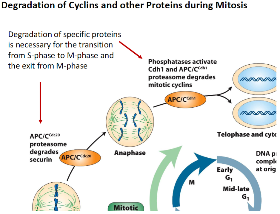 <p><strong>Purpose</strong><br> Degradation of specific proteins is necessary for cell cycle progression<br> Ensures proper transition from S-phase to M-phase and exit from M-phase</p><p><strong>Mechanism</strong><br> Proteins are tagged for destruction, often by ubiquitin ligases<br> Targeted degradation allows regulated activation and inactivation of cyclins and other factors</p>