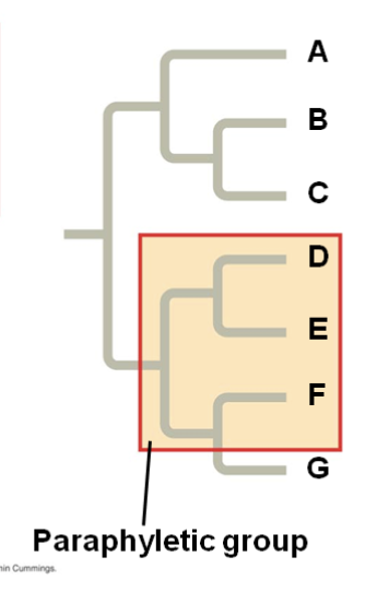 paraphyletic