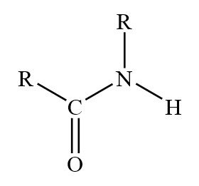 <p>Molecules that contain nitrogen atoms connected to the carbon atom of a carbonyl group</p>