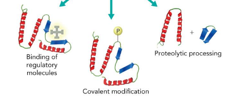<p>determined by protein modifications; Binding of regulatory molecules,  Covalent modification, Proteolytic processing</p>