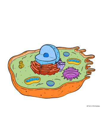 <p>cell</p>