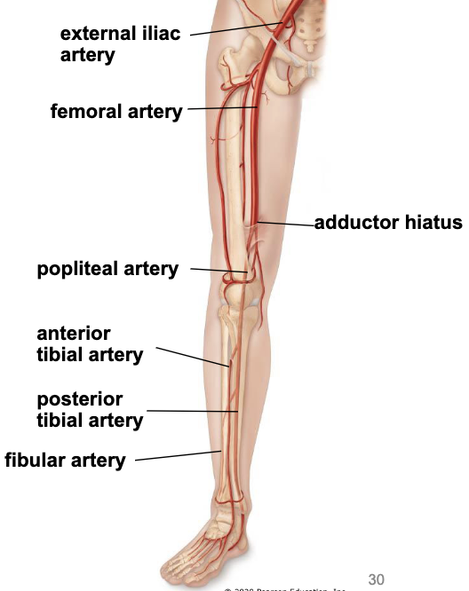 <ul><li><p><u>femora artery</u> - supplies the muscles of the thich</p><ul><li><p>passes through the back of the knee to become the popliteal artery</p></li></ul></li><li><p><u>popliteal artery</u> branches into</p><ul><li><p><u>anterior tibial artery</u> - supply anterior compartment of leg and dorsum of foot</p></li><li><p><u>posterior tibial artery</u> - supply posterior compartment of leg and plantar foot</p></li><li><p><u>fibular artery</u> - supply lateral compartment of leg</p></li></ul></li></ul><p></p>