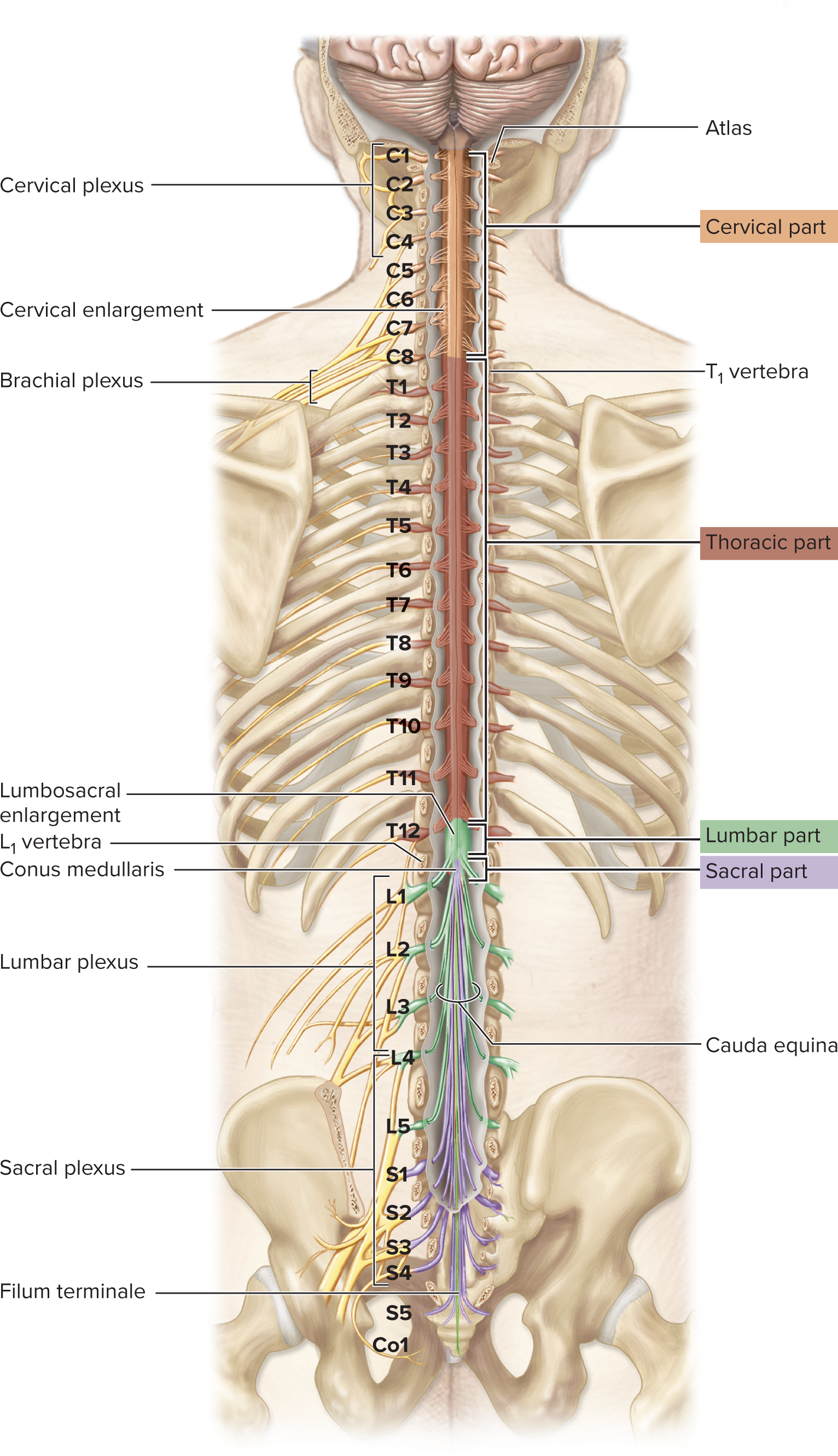 <ul><li><p>The spinal cord is a roughly <strong>cylindrical</strong> structure (slightly flattened front-to-back).</p></li><li><p>It extends from the <strong>medulla oblongata</strong> (brain) down through the vertebral column.</p></li><li><p>It typically ends at the <strong>L1 vertebra</strong> (does not extend the full length of the vertebral column).</p></li></ul><p></p>