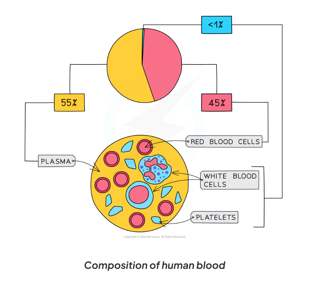 <p>-red blood cells</p><p>-white blood cells</p><p>-platelets</p><p>-plasma</p>