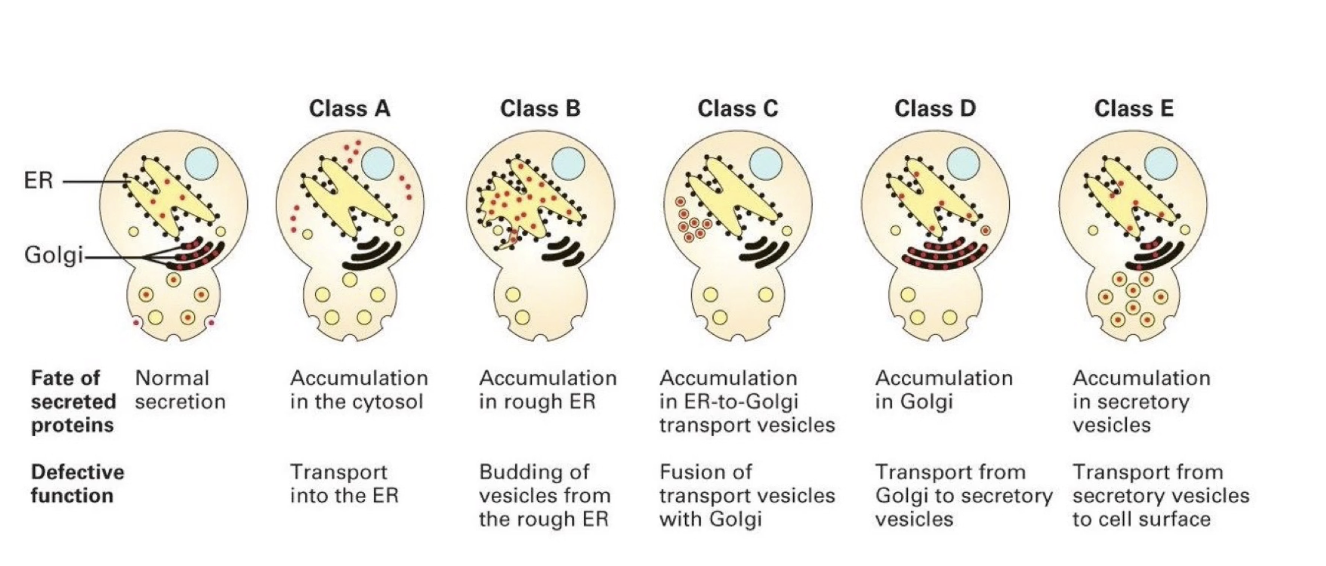 <ul><li><p><strong>Class A</strong>: Protein stuck in cytosol (defective ER entry).</p></li><li><p><strong>Class B</strong>: Protein stuck in ER (defective ER exit in vesicle transport).</p></li><li><p><strong>Class C</strong>: Protein stuck in ER-to-Golgi vesicles (defective vesicle fusion with Golgi).</p></li><li><p><strong>Class D</strong>: Protein stuck in Golgi (defective exit from Golgi in vesicle formation from Golgi).</p></li><li><p><strong>Class E</strong>: Protein stuck in secretory vesicles (defective vesicle fusion with plasma membrane).</p></li></ul><p></p>