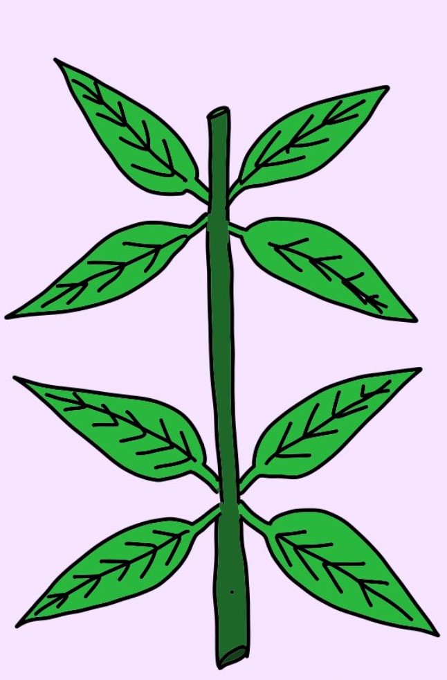 <p>Leaves are arranged with three or more leaves per node</p>