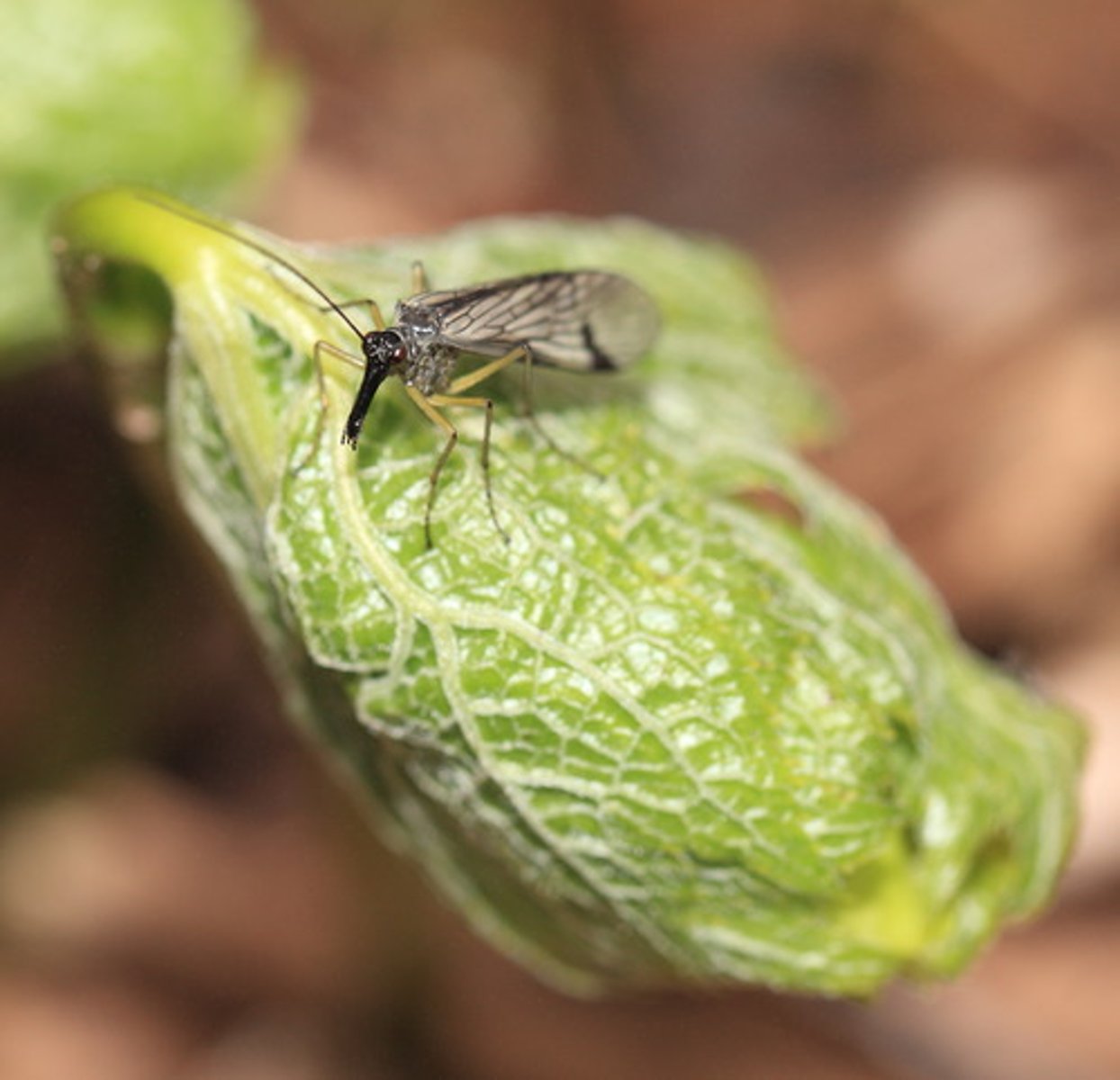 <p>insect</p>
